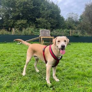 Young dogs under 3 - BIG & BOUNCY 
Saturday 20th September 1pm