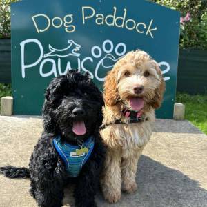 Young dogs under 3 - small/medium 
Saturday 27th September 1pm