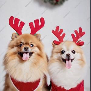 Christmas Special - small/medium dogs 
22nd December 10.30 - 11.20