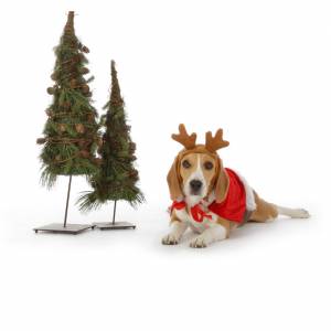 Beagles Xmas social - Saturday 20th December 1pm