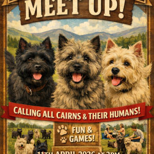 Cairn Terrier social 11th April 3pm